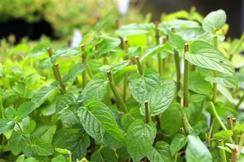 Poprova meta - Mentha piperita