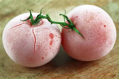 Herfst: welke temperaturen kunnen tomaten 's nachts verdragen?