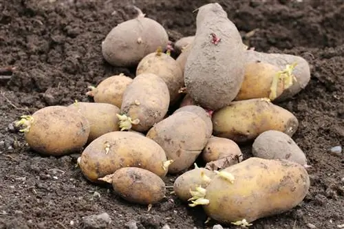 Pommes de terre - Solanum tuberosum