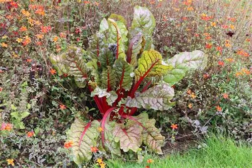 Bette à carde - Beta vulgaris