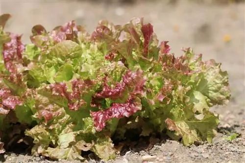 Cueillette de laitue - Lactuca sativa var. crispa