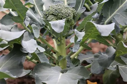 18 bons voisins du brocoli - Culture mixte