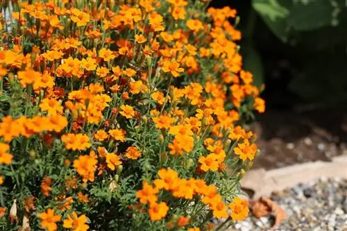 Maustetagetes hyväksi istutusnaapuriksi tomaateille