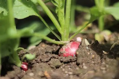 Les radis sont des plantes voisines difficiles pour les tomates