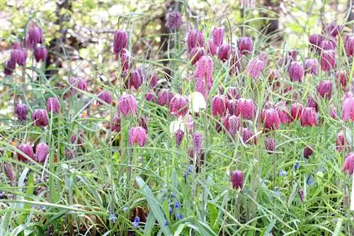 የቼክቦርድ አበባ - Fritillaria meleagris