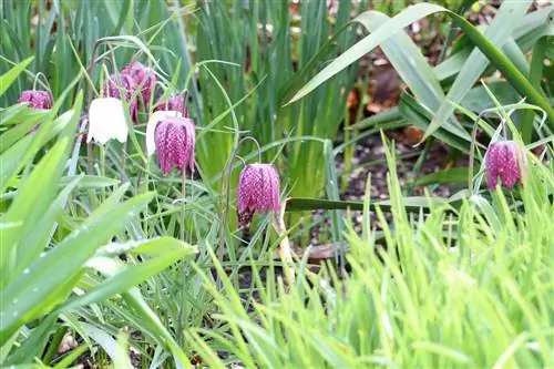 የቼክቦርድ አበባ - Fritillaria meleagris