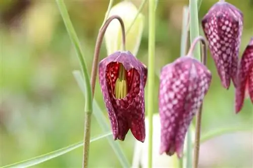 Bulaklak ng checkerboard - Fritillaria meleagris