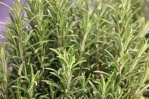 Rosemary - Rosmarinus officinalis