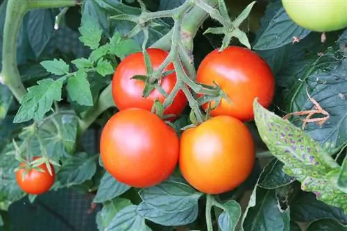 Tomaten - Solanum lycopersicum