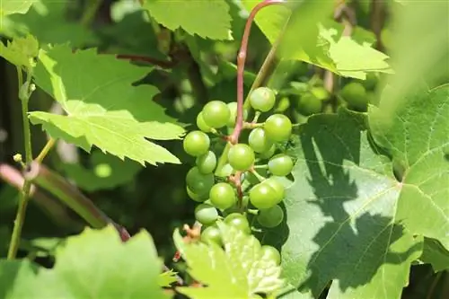 Şarap - Vitis