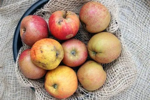 Pomme - Malus domestica - Boskoop