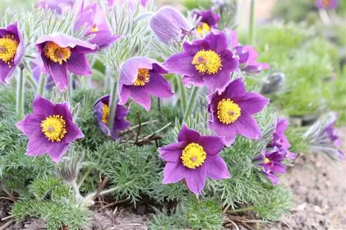 Pasqueflower - Pasqueflower - Pulsatilla vulgaris