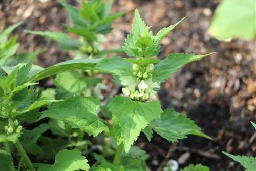 Deadnettle - لامیم