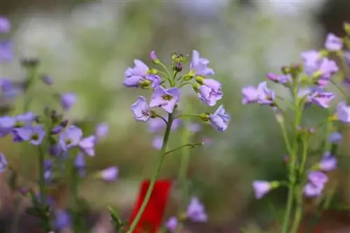 Meadow foamweed - Cardamine pratensis