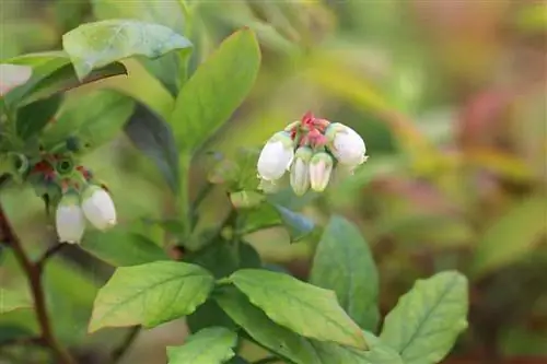 زغال اخته - Vaccinium myrtillus