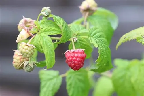 Framboos - Rubus idaeus