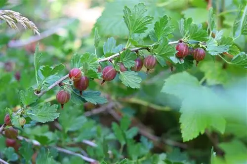 Үхрийн нүд - Ribes uva-crispa