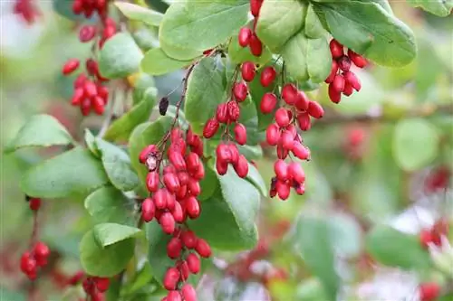 Kızamık - Berberis vulgaris