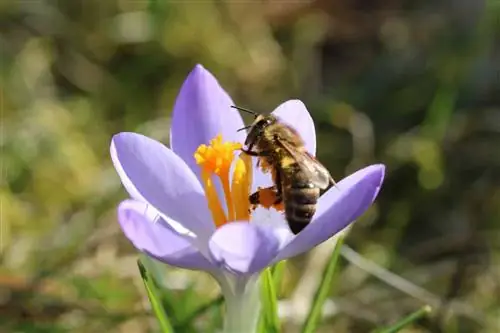 Bahar çiğdem - Crocus vernus