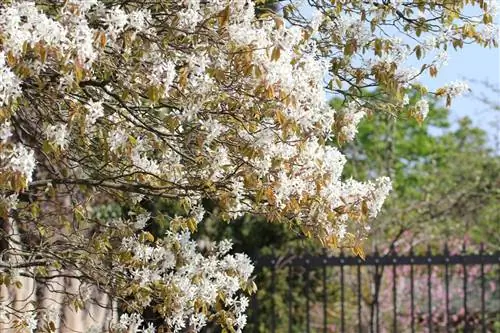 Ağaç kaya armut - Amelanchier arborea