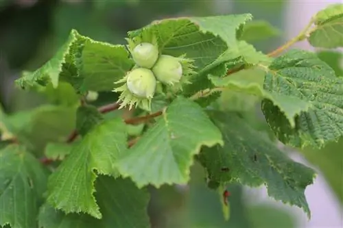 Hazelnoot - Corylus