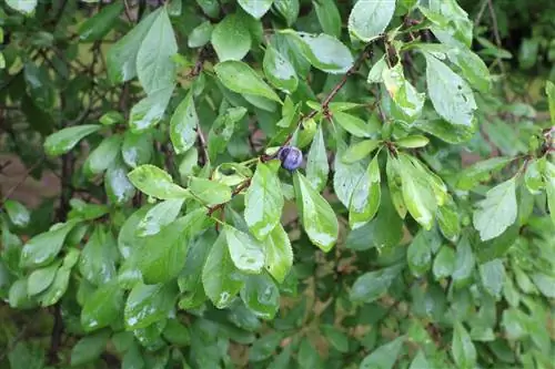 Blackthorn - Blackthorn - Prunus spinosa