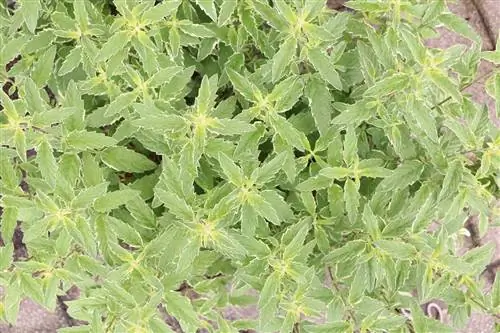 Beardflower - Caryopteris clandonensis