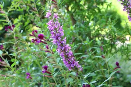 Loosestrife - Lythrum salicaria