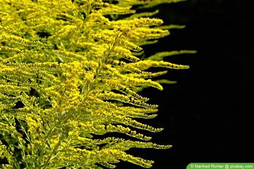 Goldenrod - Solidago