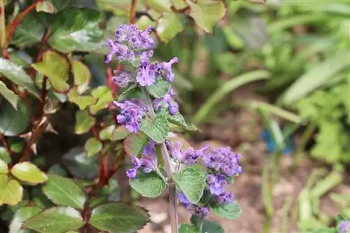 Catnip - Neptea cataria