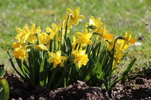 Daffodils - Daffodils - Narcissus