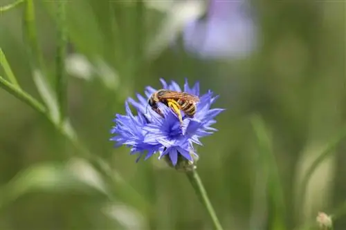 گل ذرت - Centaurea cyanus