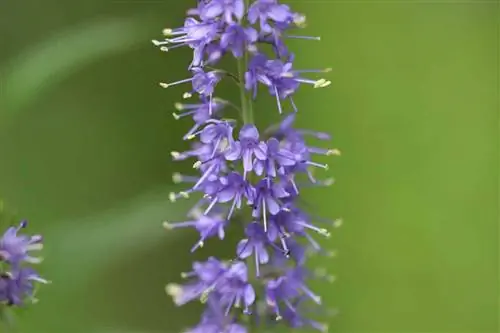 Урт навчит хурдны нүх - Veronica longifolia