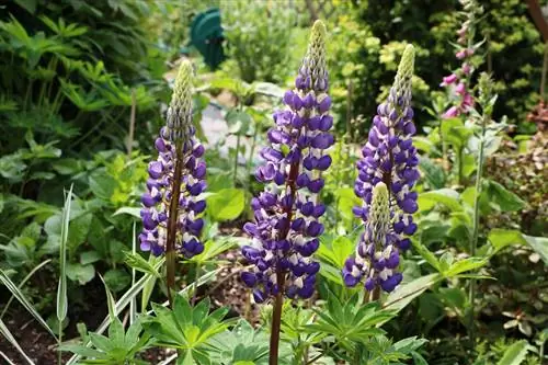 Lupine - Lupinus