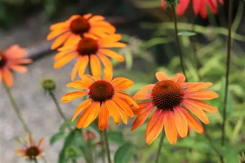 Coneflower - Echinacea purpurea