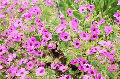 گل خطمی وحشی - Malva sylvestris