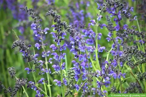 Нуга мэргэн (Salvia pratensis)