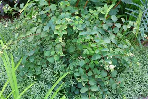 برفی (Symphoricarpos albus)