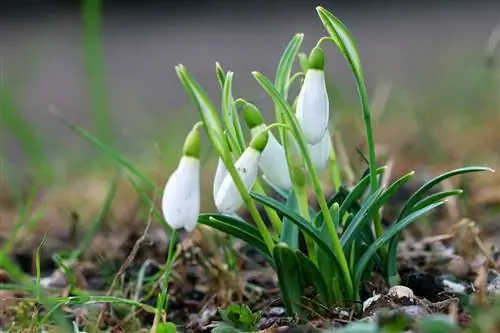 Sneeuklokkie - Galanthus