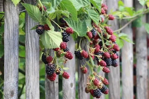 Böğürtlen - Rubus