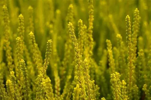 Gewone heide - Calluna vulgaris