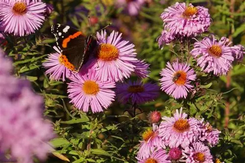 ستاره های پاییزی - aster