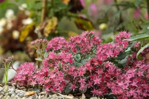 Бага sedum - Sedum cauticolum