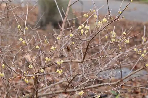 شکوفه زمستانی - Chimonanthus praecox