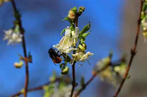 Winter kamperfoelie - Lonicera purpusii