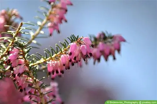 Kış fundası - Erica carnea