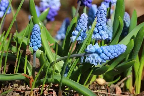 Üzüm Sümbülü - Muscari