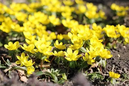 Winterakoniet - Eranthis hyemalis