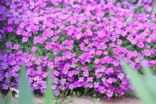 کوسن آبی - Aubrieta x cultorum