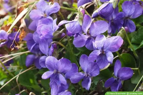 Geurige viooltjie - Viola odorata